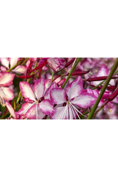 Gaura lindheimeri ’Rosy Jane’